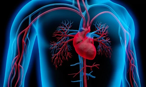 &iquest;Caminar o andar en bicicleta?: qu&eacute; actividad es m&aacute;s efectiva para la salud cardiovascular