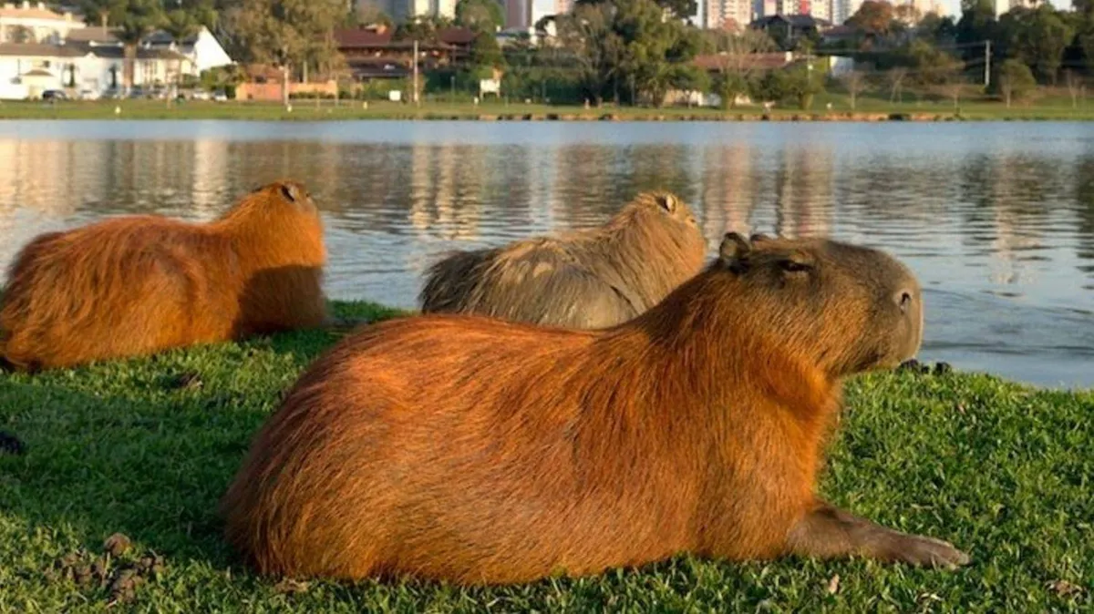 &iquest;Carpincho o capibara?: la RAE se meti&oacute; de lleno en esta pol&eacute;mica