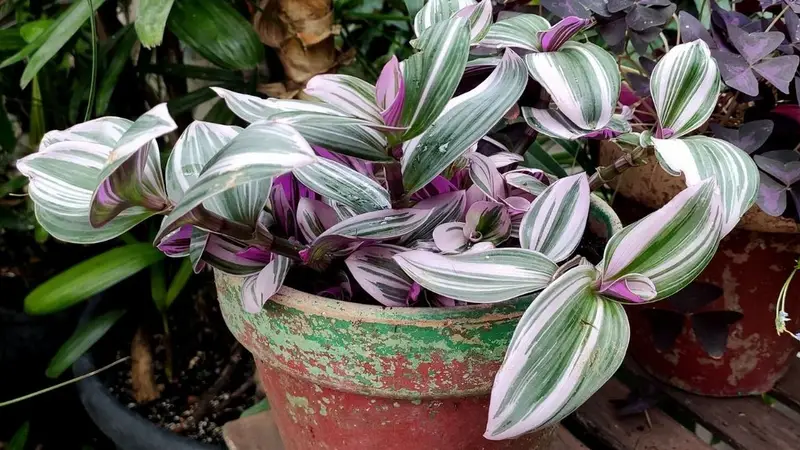 &iquest;Quer&eacute;s decorar con plantas? Descubr&iacute; las 3 especies que crecen en agua y son tendencia