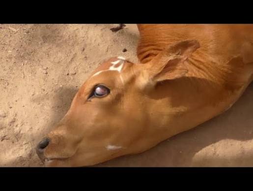 Preocupante: confirman caso de rabia bovina tras mortandad de animales en Los Varela