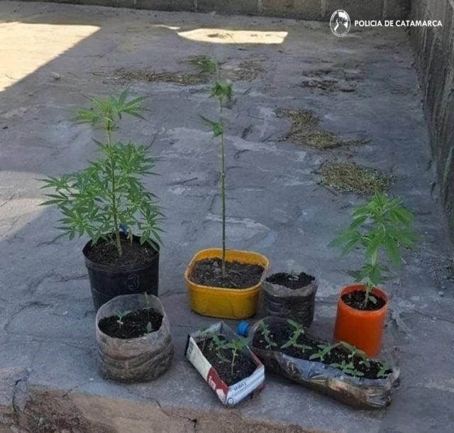 Personal policial incautó 26 plantines de Marihuana en Fray Mamerto Esquiú