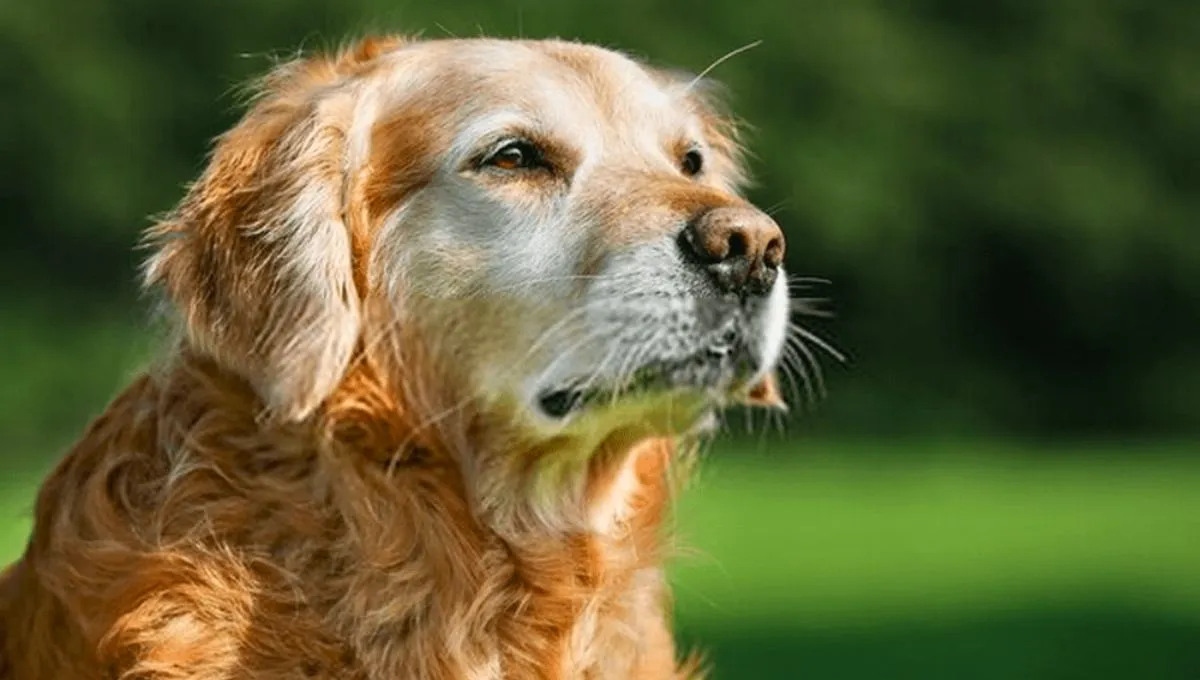 La edad en la que un perro ya es considerado "viejo"