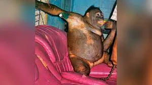 Indonesia: Pony, la orangután hembra que fue prostituida en un burdel no podrá vivir en libertad | maltrato animal | bestialismo | La República
