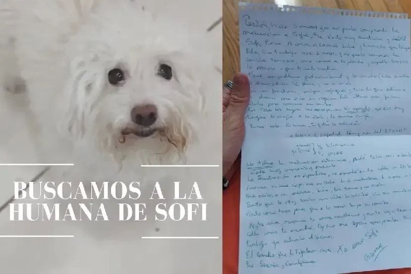 ANMAT prohíbe la venta de una marca de lavandina