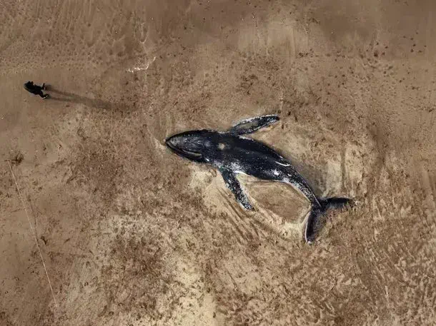 Aparecieron dos ballenas muertas en la orilla de la Costa Atlántica y se investigan las causas