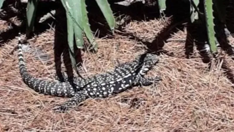 Atención: Alertas amarillas por tormentas