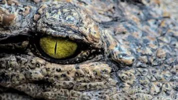 Avanzan las obras de asfalto en Alijilán