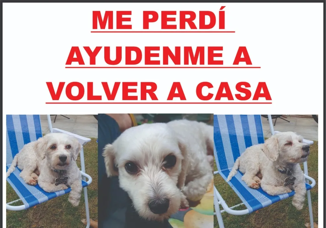 Cada cuánto se recomienda lavar el auto para mantener la pintura