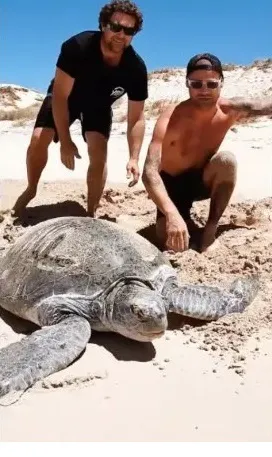 Cerdo nació con dos patas y aprendió a caminar con sus dos delanteras