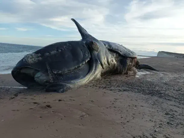 Chubut: Preocupación por la aparición de más de 70 ballenas muertas en Península Valdés