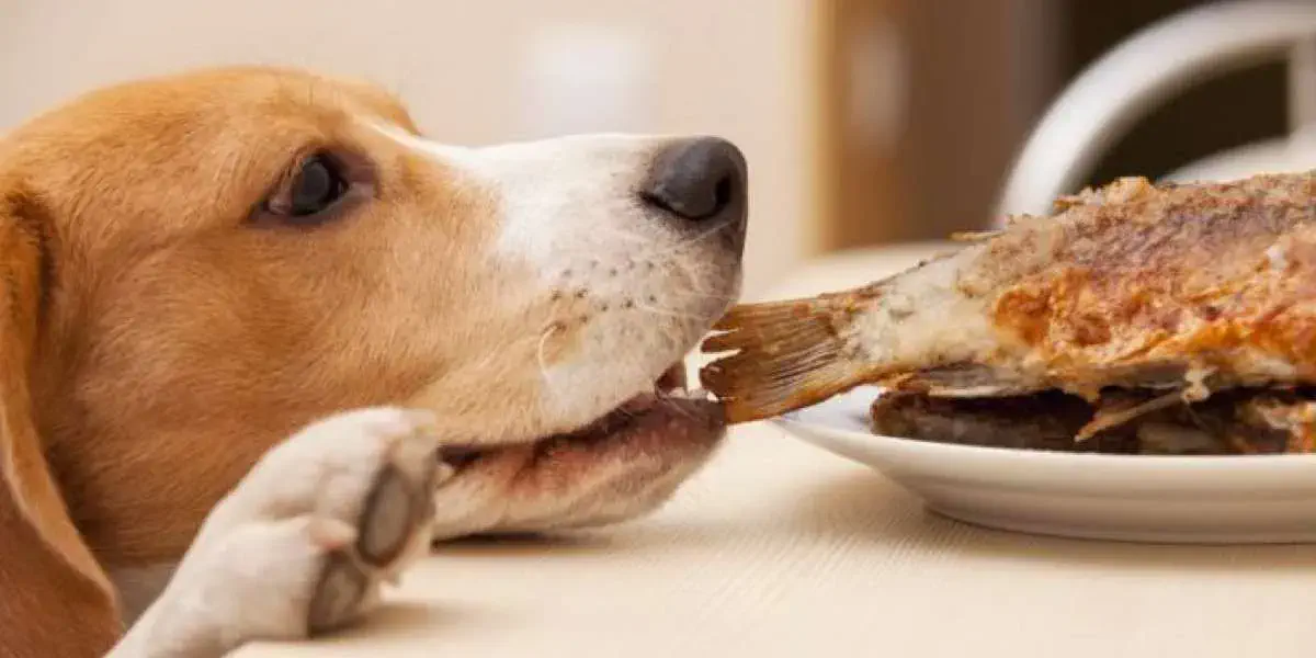 Cinco alimentos de humano que tu perro jamás debería comer