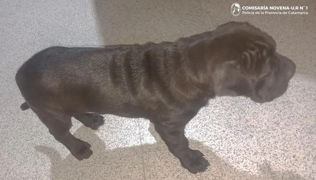 Cómo hacer un mousse de limón en 5 pasos