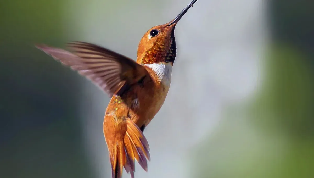 Cómo indica el Feng Shui armar y ubicar el arbolito de Navidad para atraer buena energía