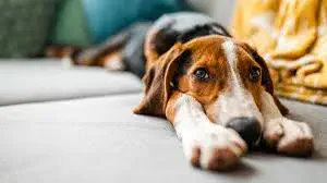 Cómo se despiden los perros de sus dueños: estas son las señales