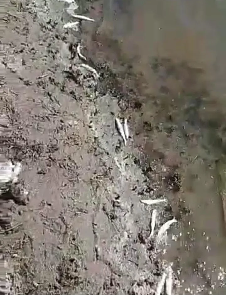 Condenaron a un ladrón reincidente