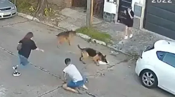 Consejos para evitar que tu perro tire de la correa