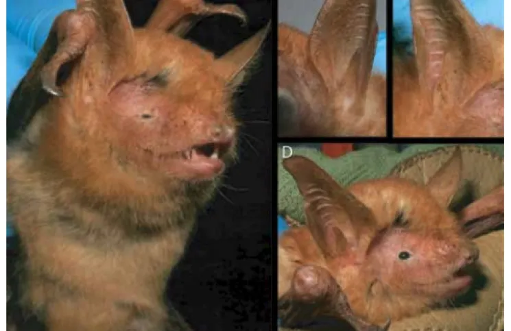 Cruel modalidad delictiva: supuestos ladrones llevaban salchichas con vidrio para matar a perros guardianes