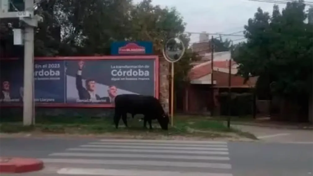 Cuánto cuesta el auto "0 Km" que Morena Rial consiguió por un canje
