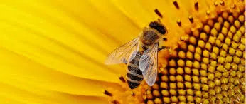 ¿Cuánto se paga la hora de una empleada doméstica?