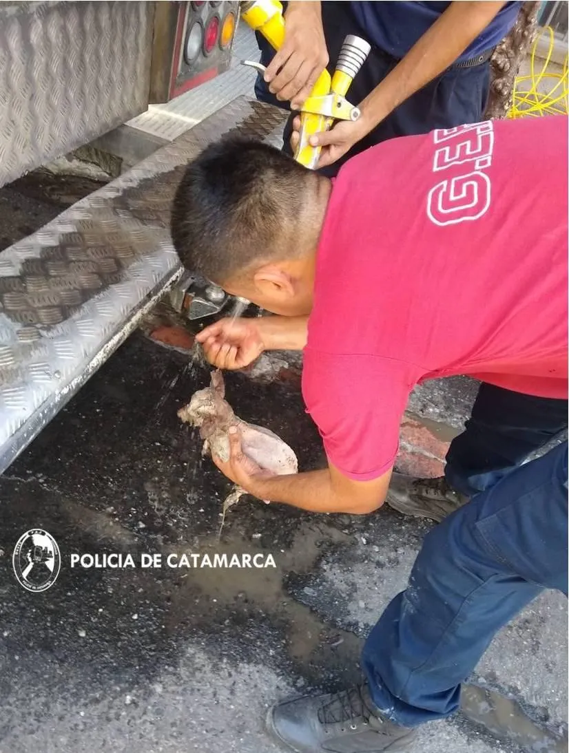 Descompensación masiva en el carnaval: "Sólo tomamos agua"