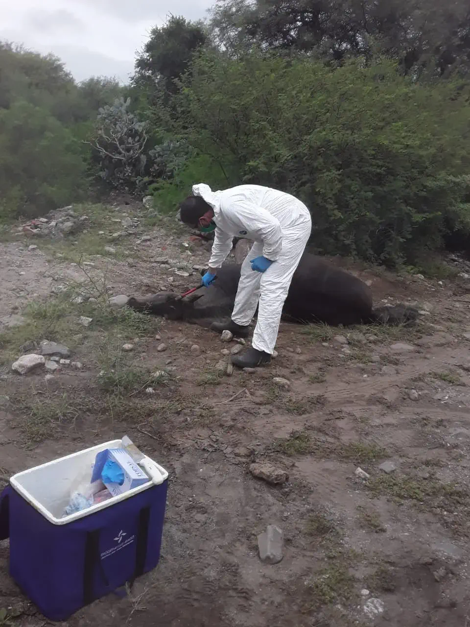 Detectan caso de rabia paresiante bovina