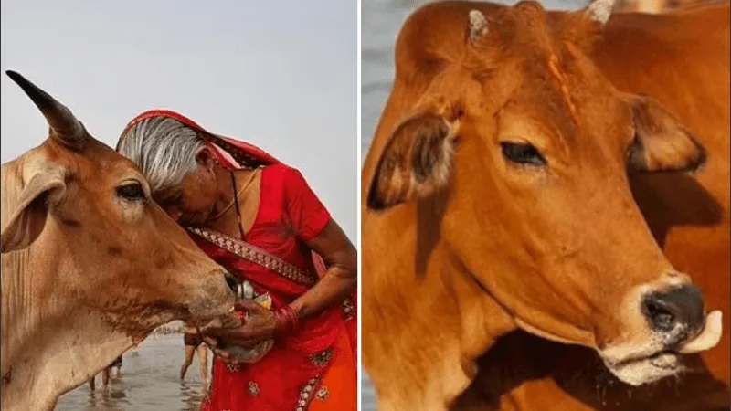 Dicen ser “viajeros del tiempo” y comparten fotos de la Tierra sin humanos en el 2027