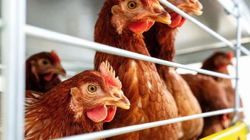 Dime qué animal ves primero y te diré cuál es tu principal habilidad