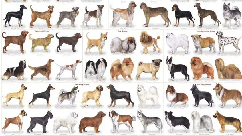 Dinos de qué raza es tu perro y te diremos cuántos años vivirá