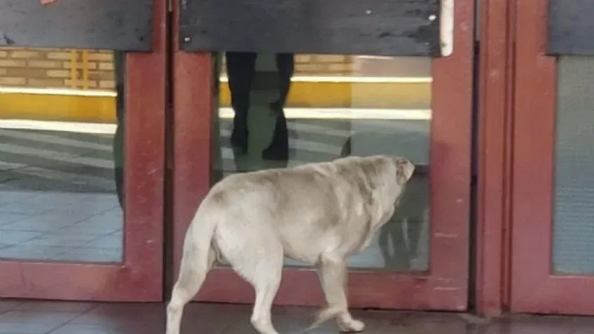 Docentes catamarqueños optaron 35 cargos en la 28° Asamblea Ordinaria del nivel inicial y primario