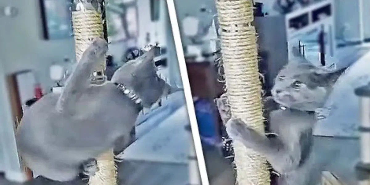 El desopilante “baile del caño” de un gato que arrasó con sus acrobacias