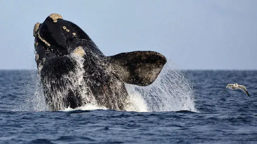 El encuentro cercano en kayak con ballenas en Puerto Madryn