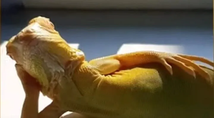 El fisicoculturista que se casó con una muñeca inflable, ahora dice que se "enamoró" de un cenicero
