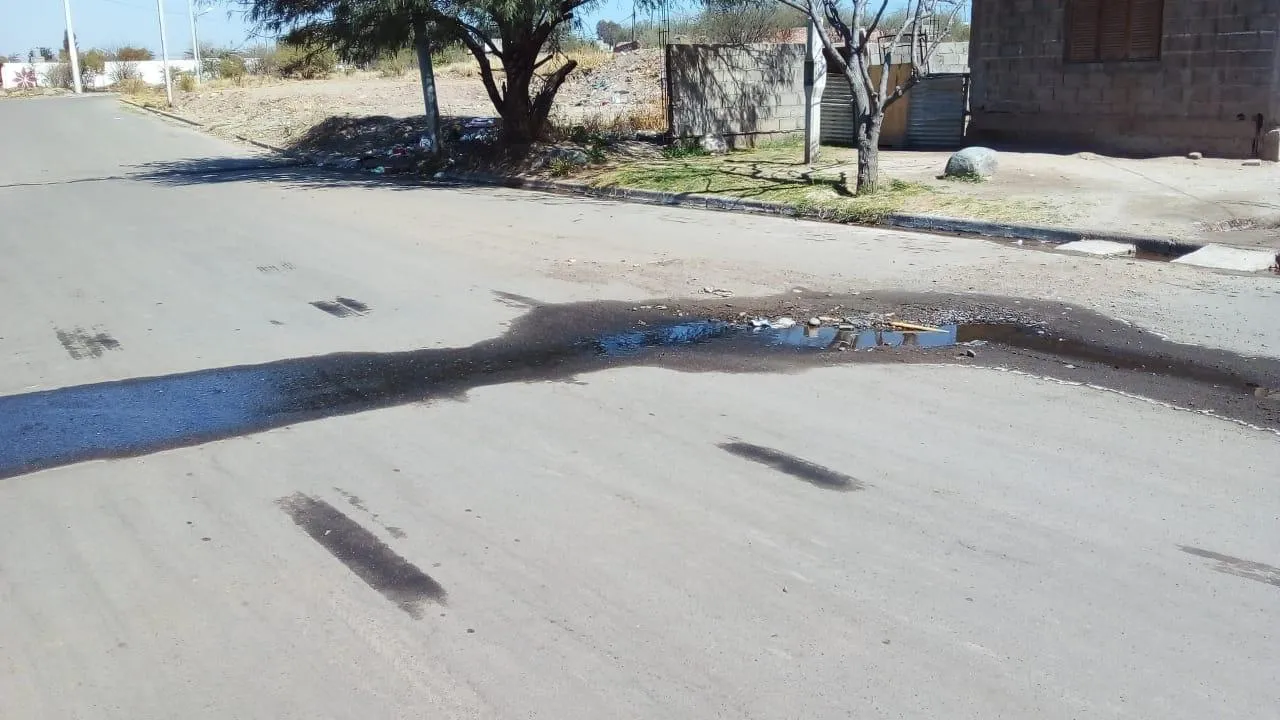 El misterio del árbol que crece en el medio del Mar Muerto