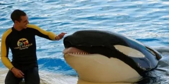 El motivo por el cual recomiendan no limpiar la vajilla con papel de cocina
