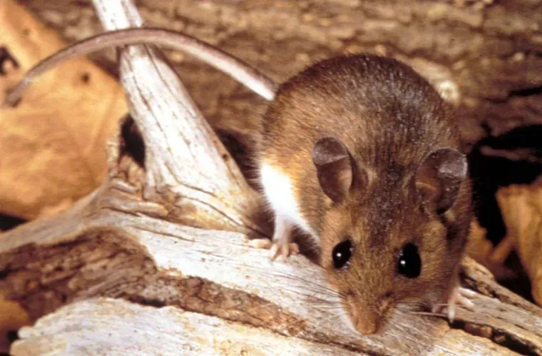 Un ratón silvestre con orejas redondeadas y cola larga está posado sobre un tronco seco.
