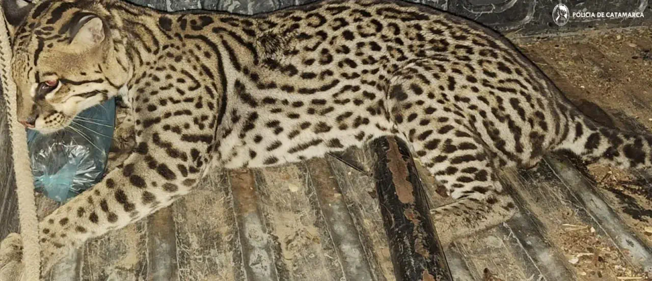 En Santa Rosa un Ocelote fue capturado y luego liberado en su hábitat natural