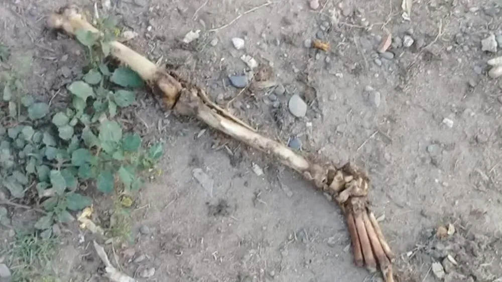 Encontró una Yarará en su jardín