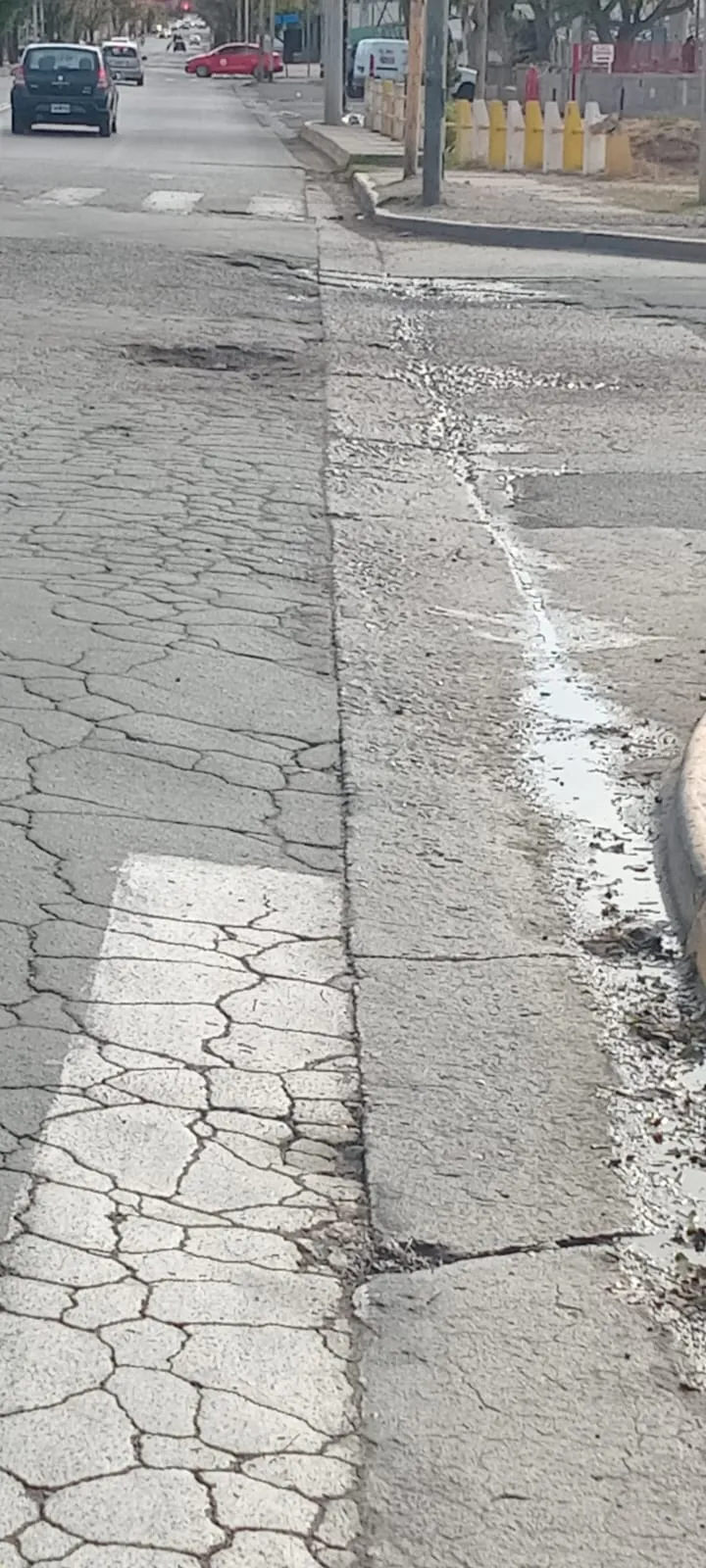 Entró a robar a tres mujeres y los 15 perros de la casa casi lo masacran