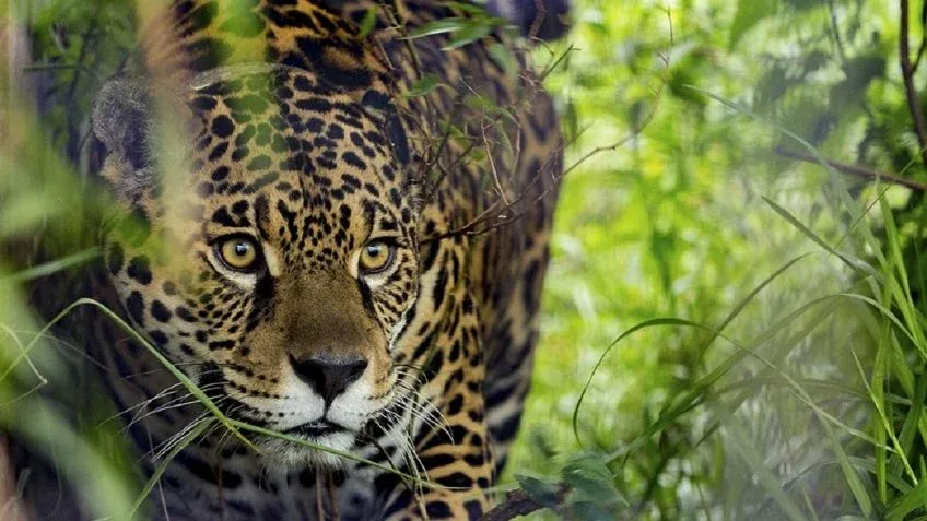 Estaban fiscalizando, cerraron la mesa y se fueron a comer un asado