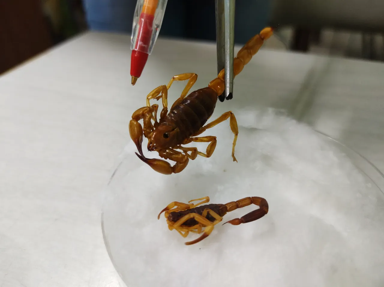 Esto es un foco infeccioso