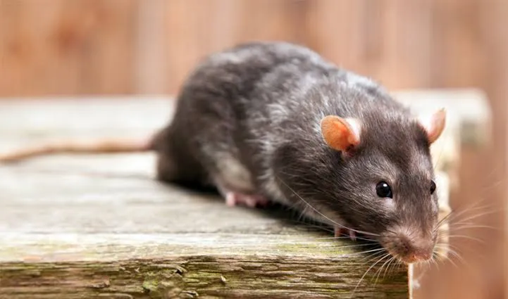 Estudio ambiental detectó roedores portadores de Hantavirus en Catamarca