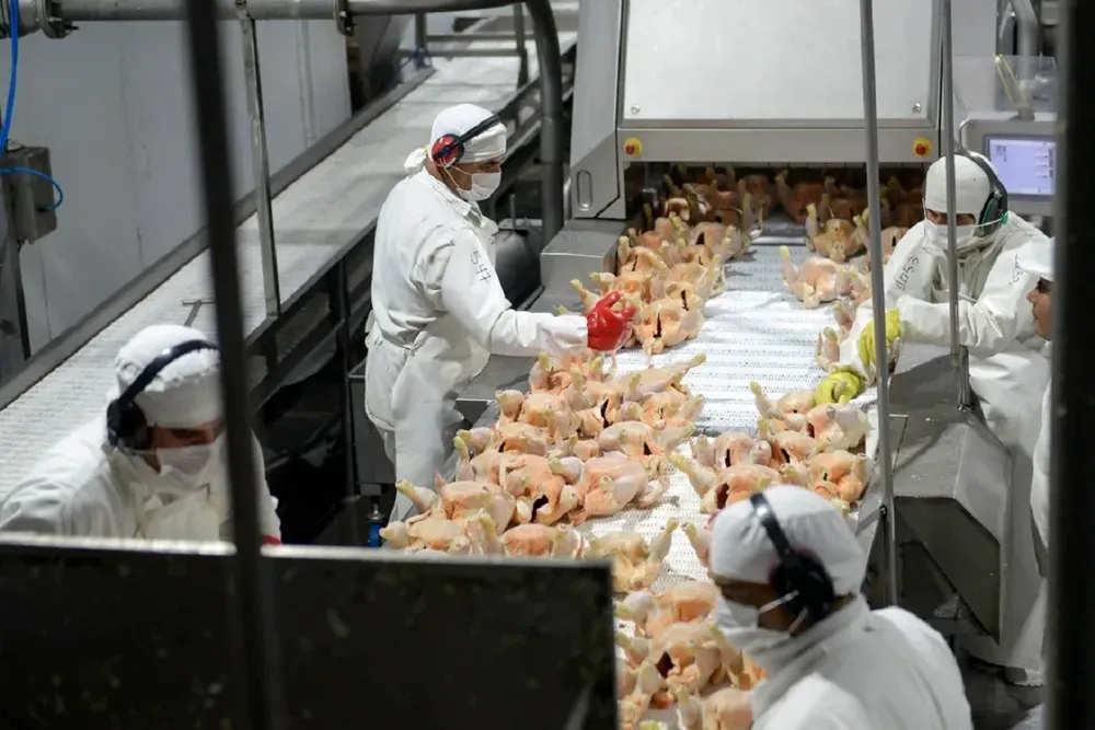 Operarios con cofias, barbijos y delantales manipulan pollos faenados en la cinta de un frigorífico.
