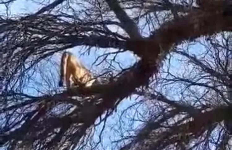Fue a visitar a su amigo y lo encontró muerto y en estado de putrefacción