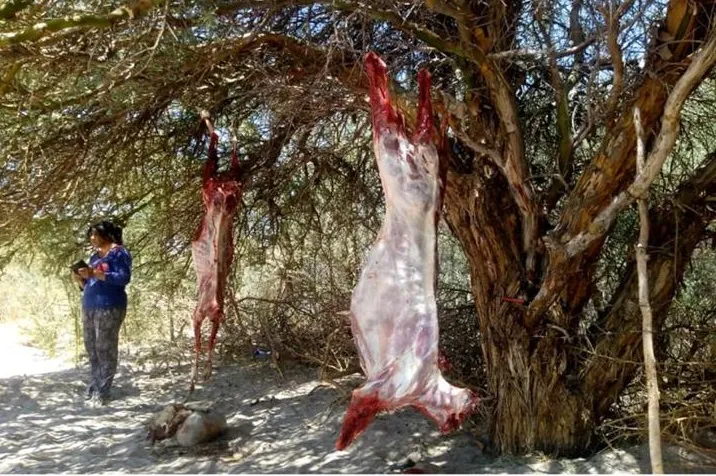 Grabaron una película porno en un Parque Nacional y los denunciaron