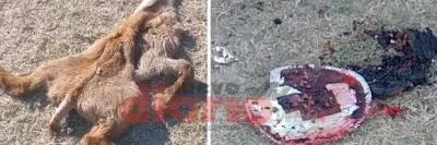 Hallan muerta a la actriz porno que mostró sus pechos frente a un mural de George Floyd