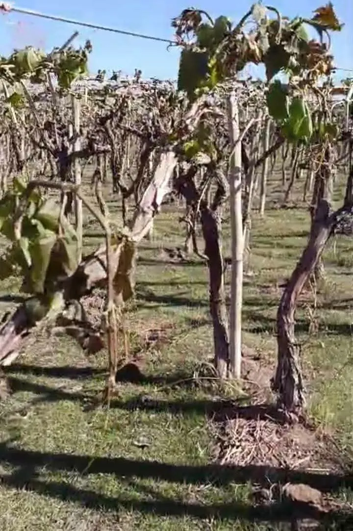 Helada negra en Fiambalá