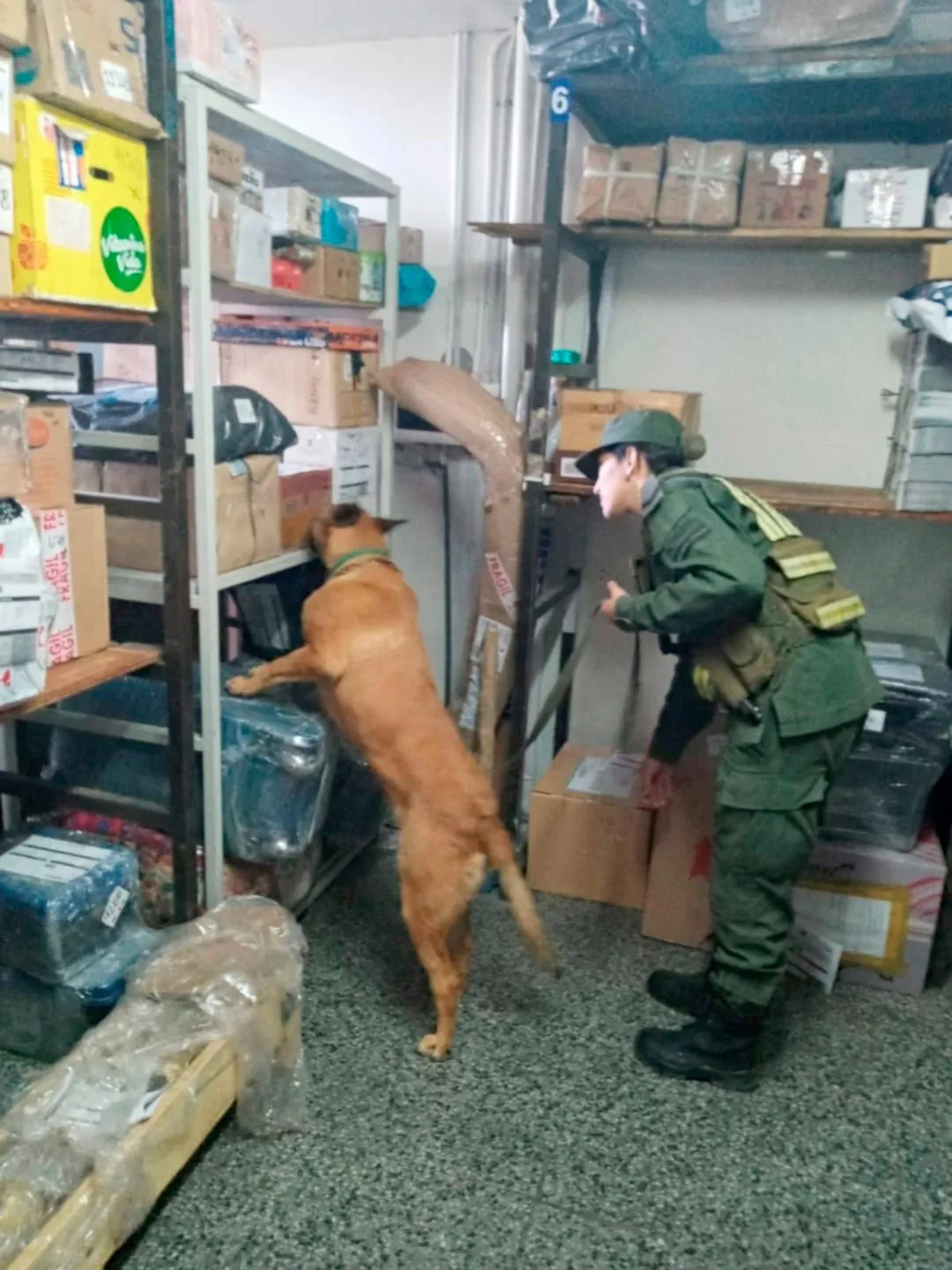 Hermanos se agarraron a las piñas y golpearon a su madre