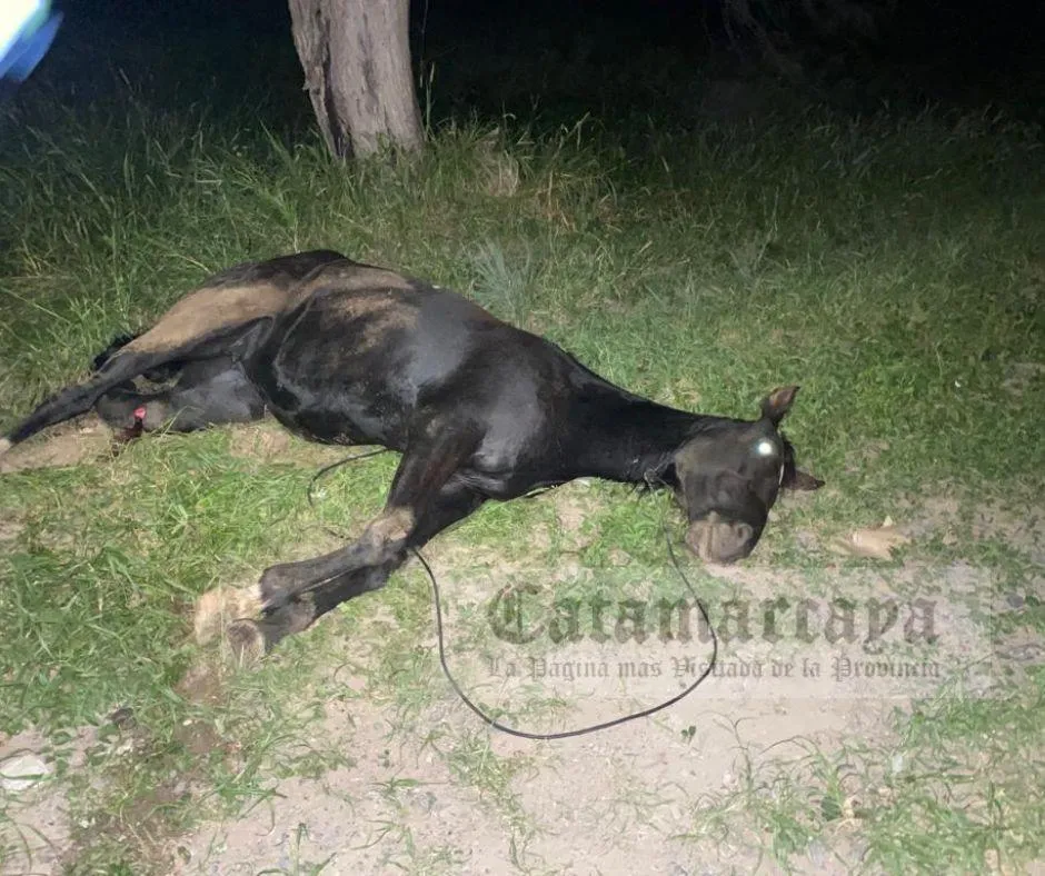 Horror: una mujer incendió su casa con sus hijos adentro y se salvaron de milagro