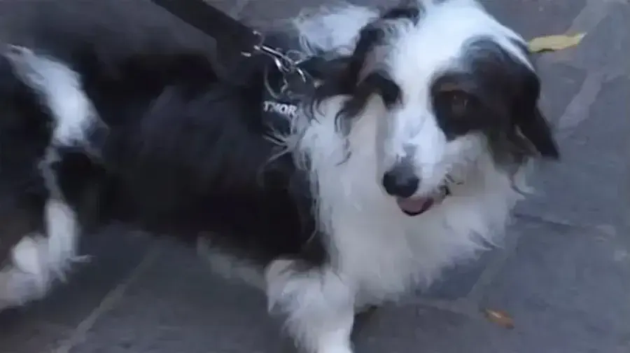 Indignación: llevó a su perro a un spa para mascotas, pero le pegaron y lo ataron a una pared