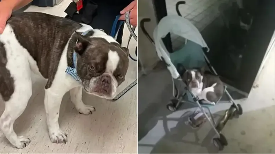 Javier Milei presentó a sus 5 perros, a los que considera "sus hijos"
